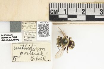 Media type: image;   Entomology 785697 Aspect: Labels